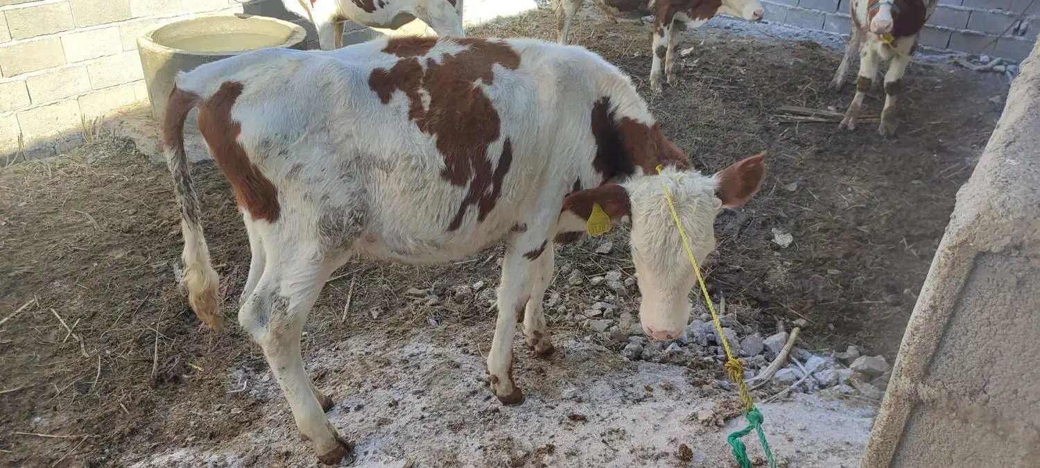 گوساله|حیوانات مزرعه|گنبد کاووس, |دیوار