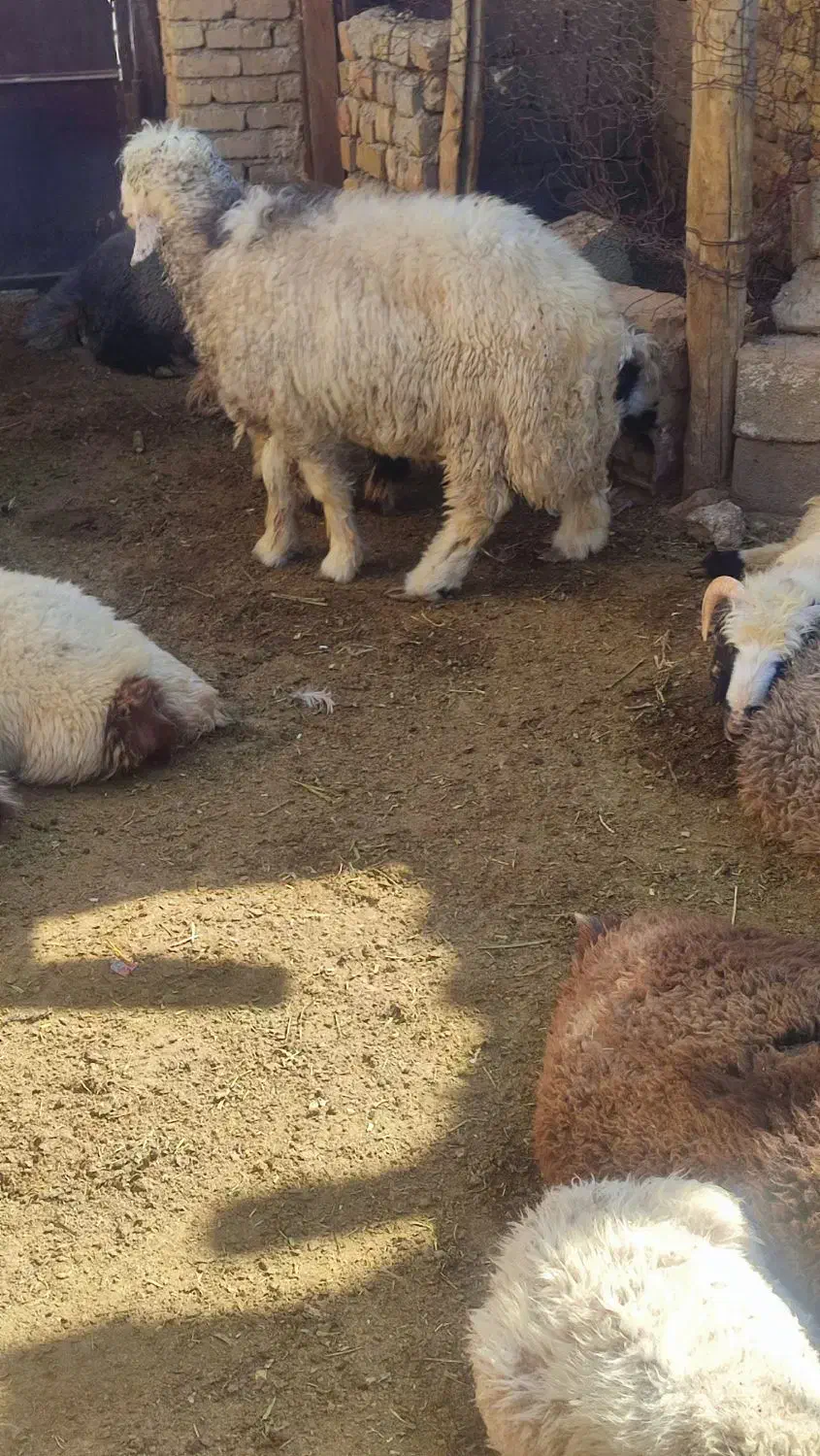 بره نر چاق کوار|حیوانات مزرعه|طسوج, |دیوار