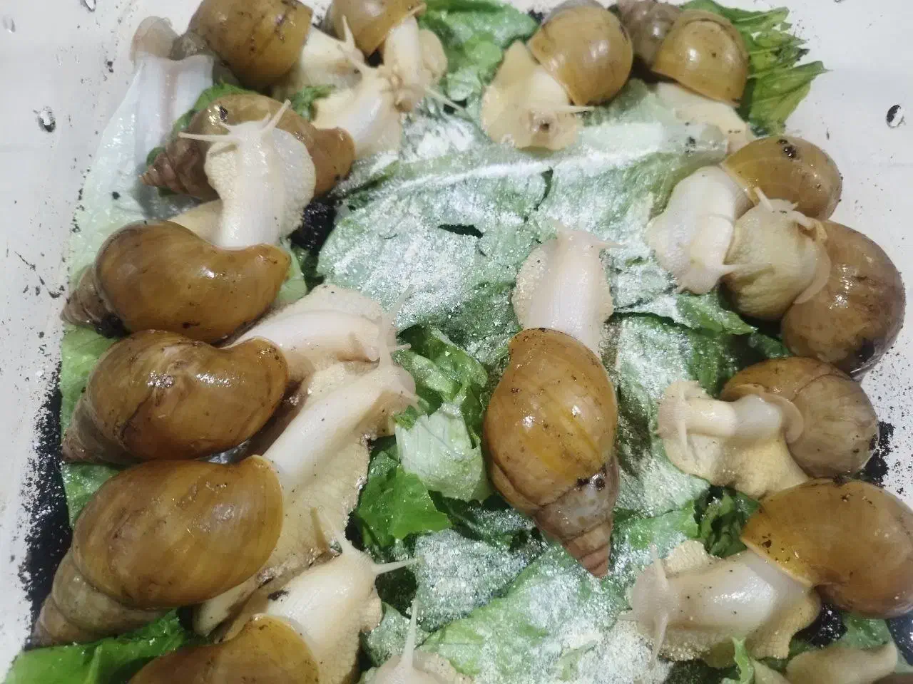 حلزون مولد ۳۰ هزار تومن|خزنده|کرج, اتحاد|دیوار