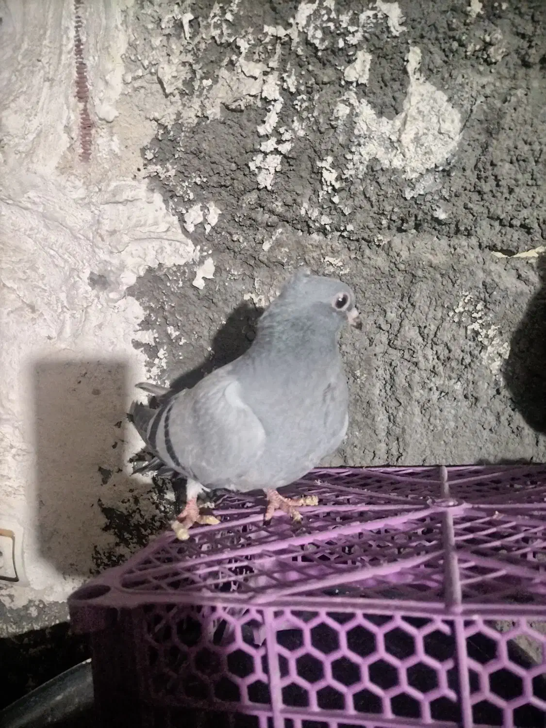 کبوتر|پرنده|میانه, |دیوار