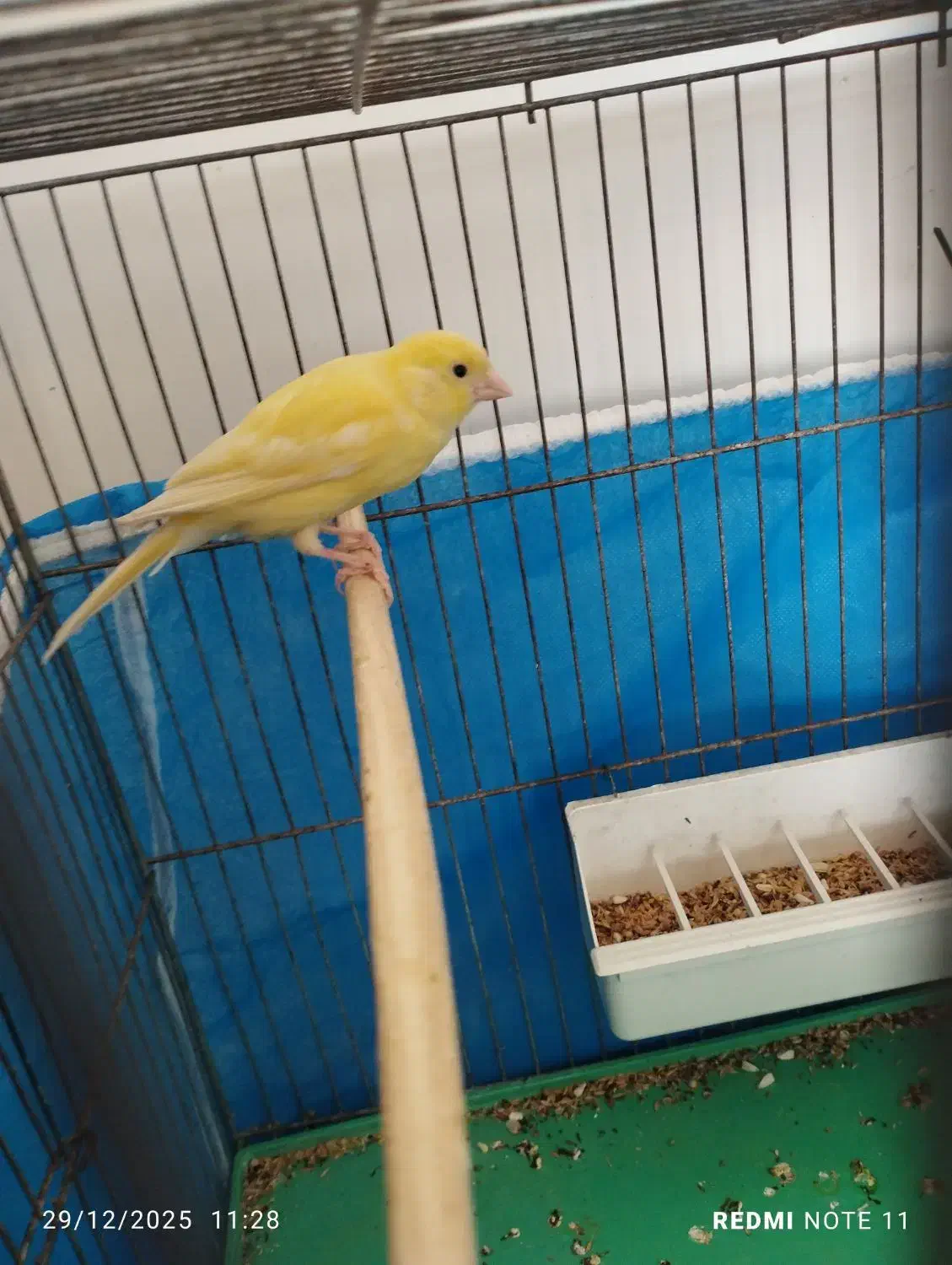 قناری|پرنده|اصفهان, لیمجیر|دیوار