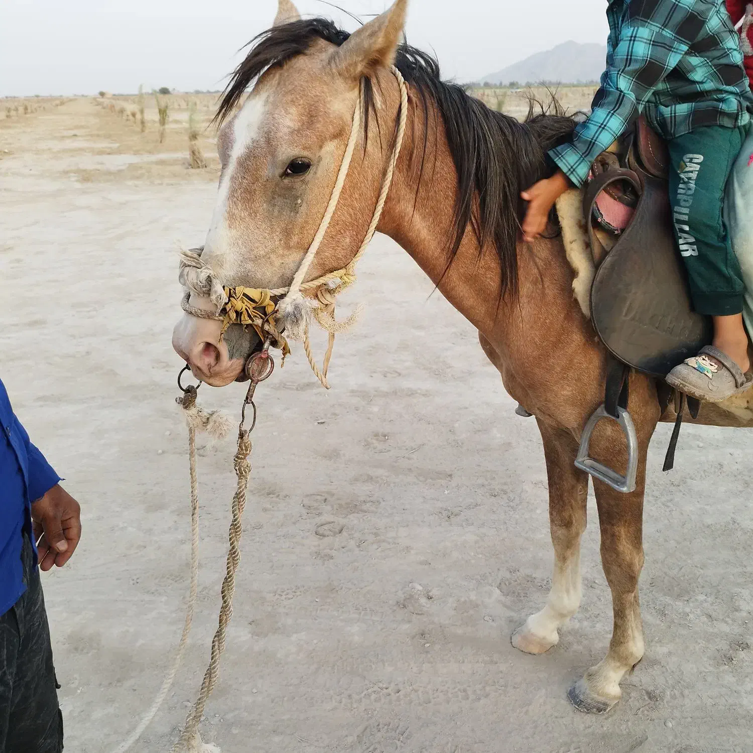 اسب نر دونیم ساله|اسب و تجهیزات اسبسواری|ارزوئیه, |دیوار