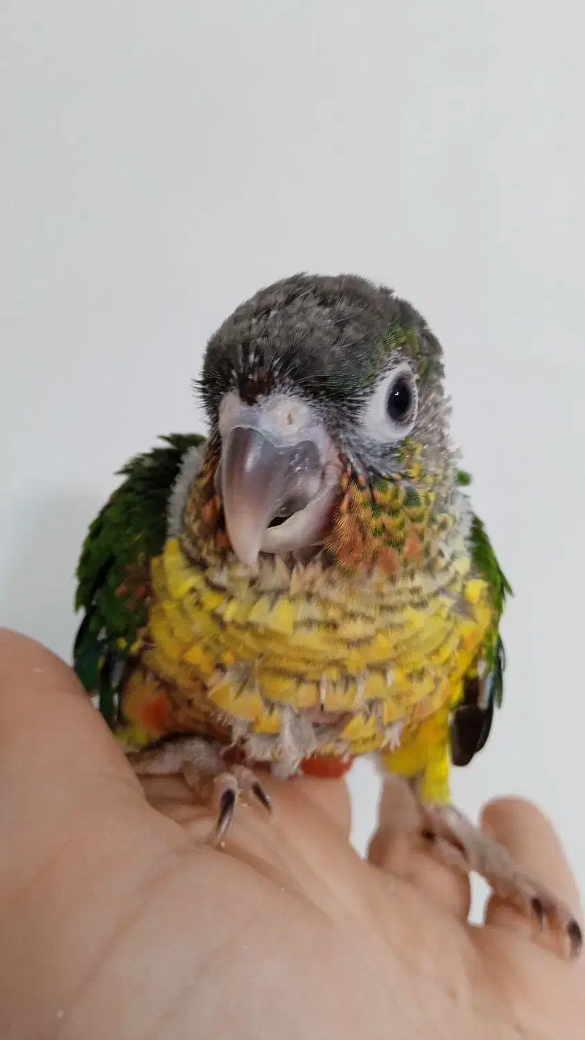 گرینچیک|پرنده|تهران, اسفندیاری|دیوار