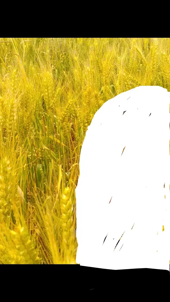 اجاره زمین شالی باچاه عمیق نقد|اجارهٔ دفتر صنعتی، کشاورزی، تجاری|گنبد کاووس, |دیوار