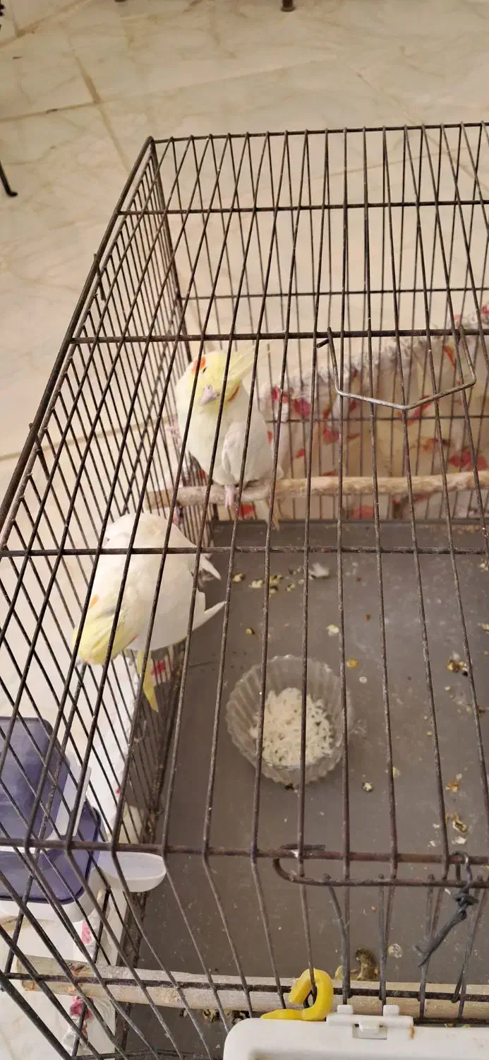 عروس هلندی مولد|پرنده|صدرا-فارس, فاز ۱|دیوار