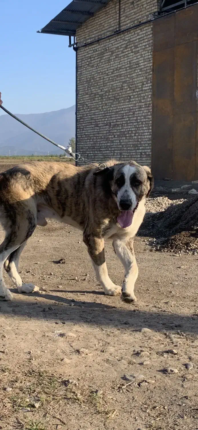 واگذاری سگ کرد مستیف پنج ساله (پژدر‌.سرابی.الابای)|سگ|گرگان, |دیوار
