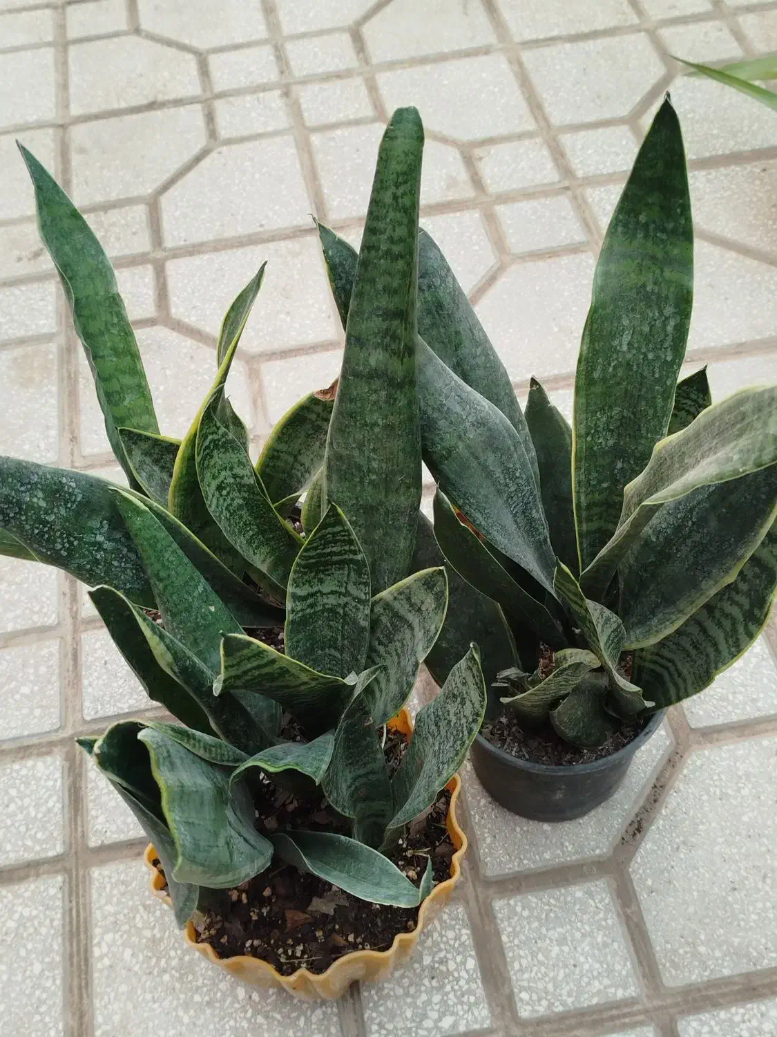 بدو که تموم شد|گل و گیاه طبیعی|سبزوار, شرق کال عیدگاه|دیوار