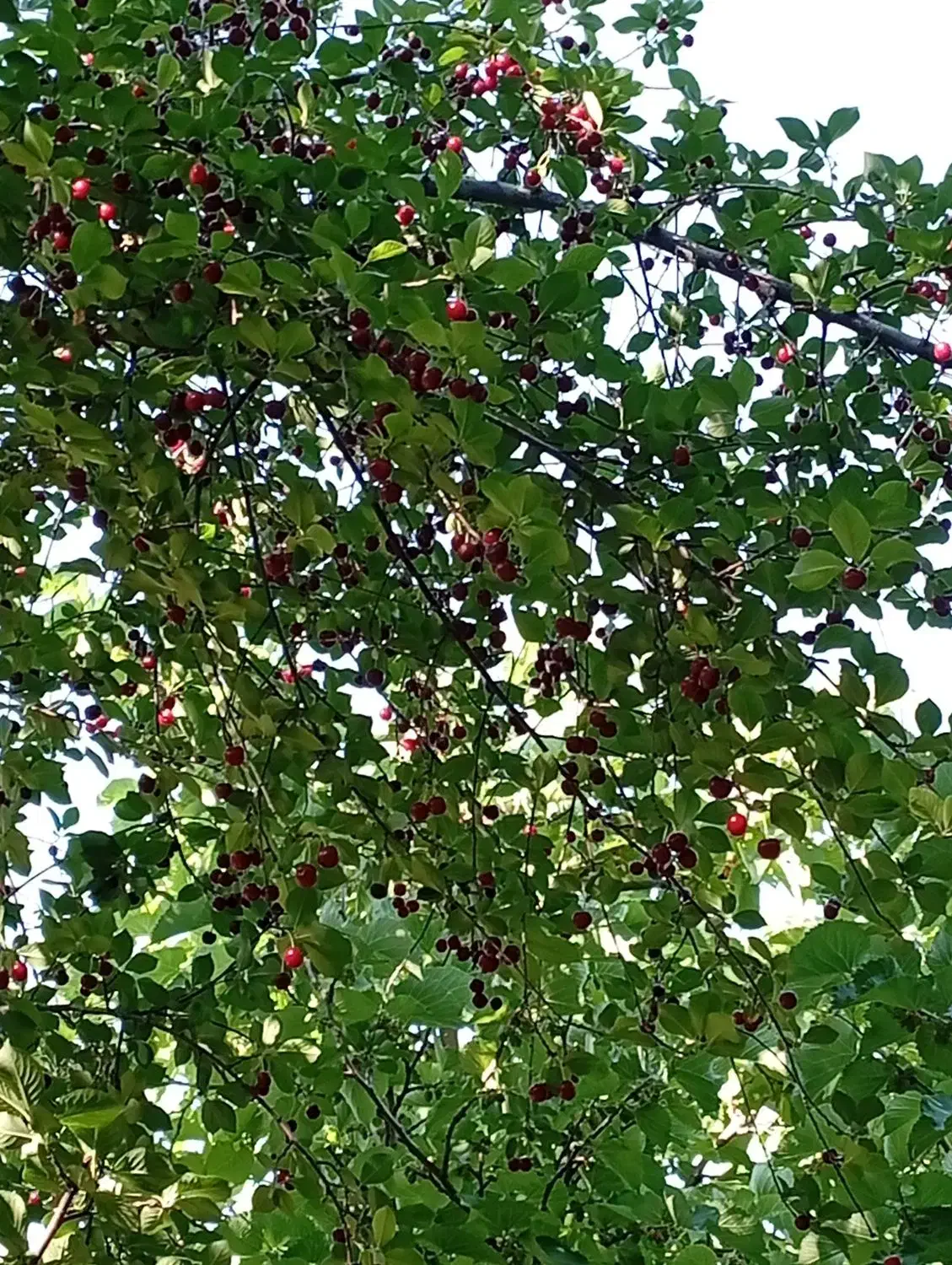 هرس کود بیل کاشت درخت|خدمات باغبانی و درختکاری|قزوین, |دیوار