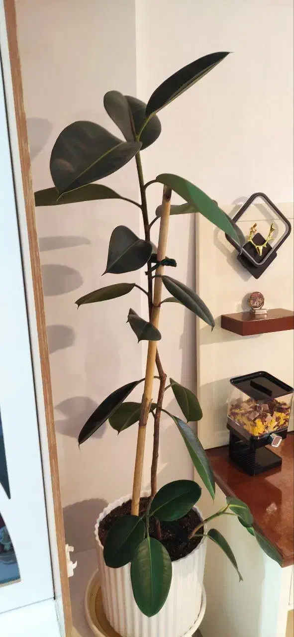 گل فیکوس|گل و گیاه طبیعی|اردبیل, |دیوار