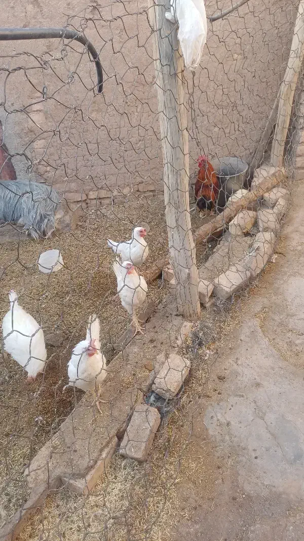مرغ و خروس|حیوانات مزرعه|سلفچگان, |دیوار