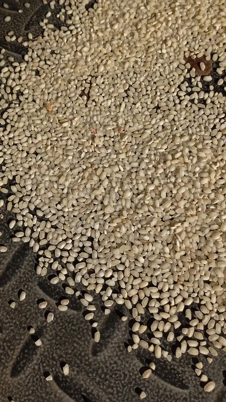 برنج گرده ،آش،زنجان،ماهنشان|عمدهفروشی|زنجانرود, |دیوار