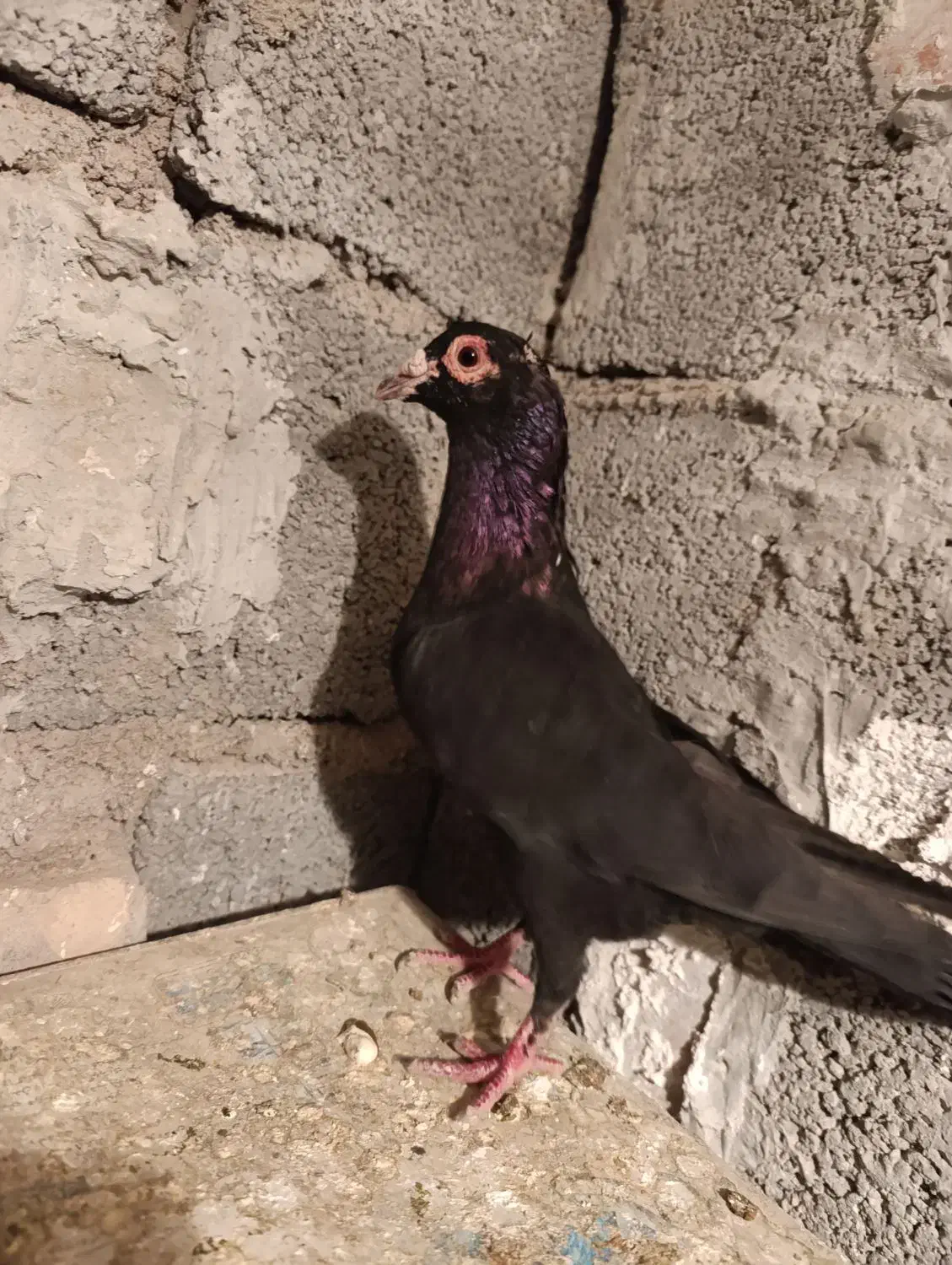 نر کلاغ سیستان گردن کلفت|پرنده|بردسیر, |دیوار