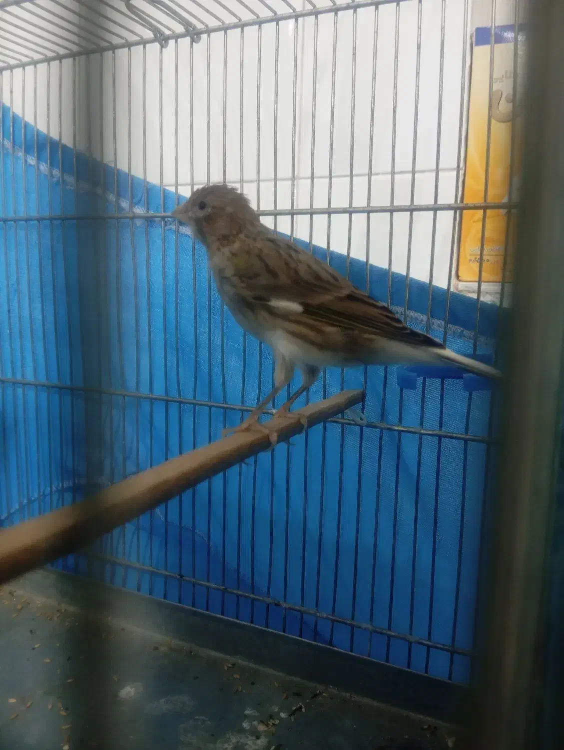 قناری بخون معاوضه با سهره اهوازی یا جوجه سهره|پرنده|قرچک, میرزائی شمالی|دیوار