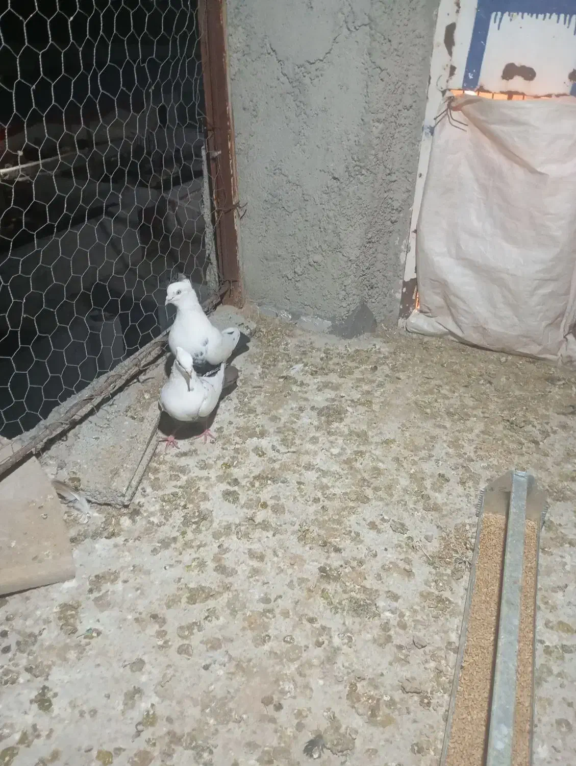 توافقی|حیوانات|مرودشت, فیروزی|دیوار