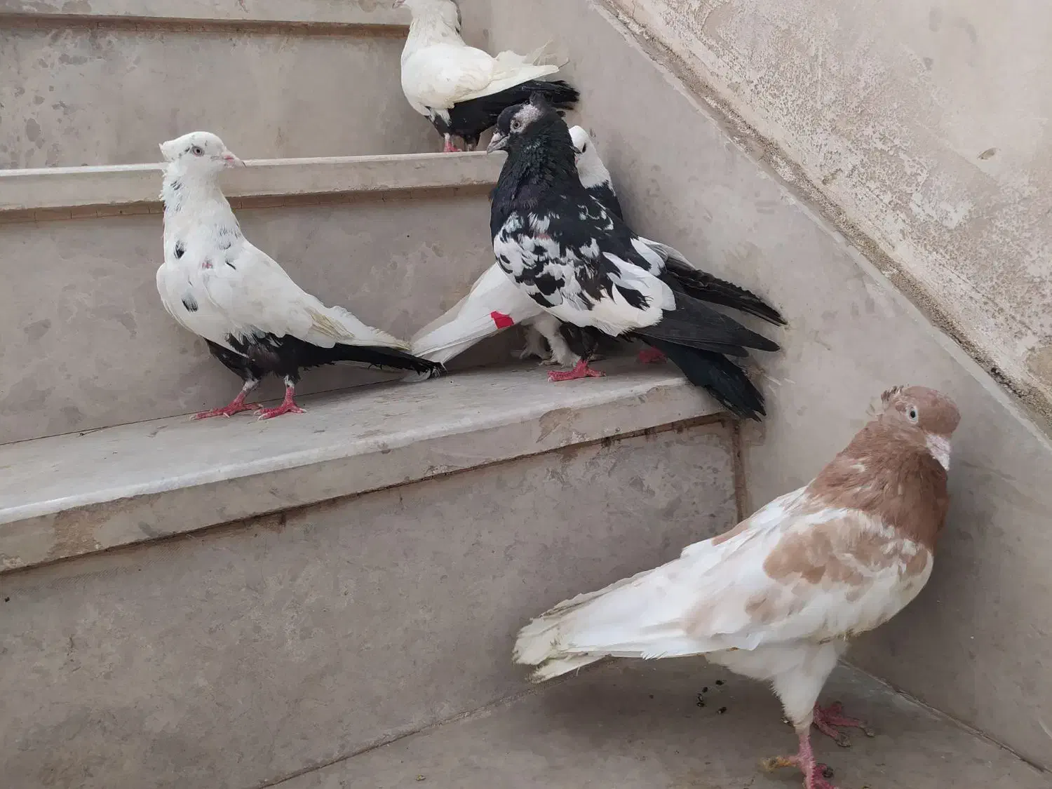 کبوتر پرنده|پرنده|اهواز, پردیس|دیوار