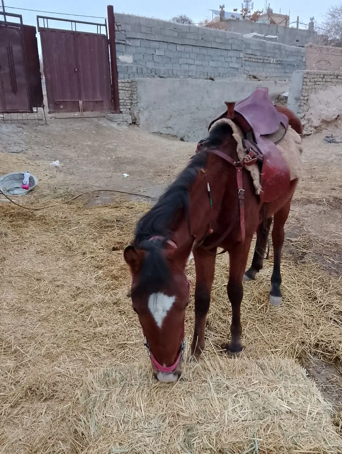 نریون|اسب و تجهیزات اسبسواری|مشهد, بهار|دیوار