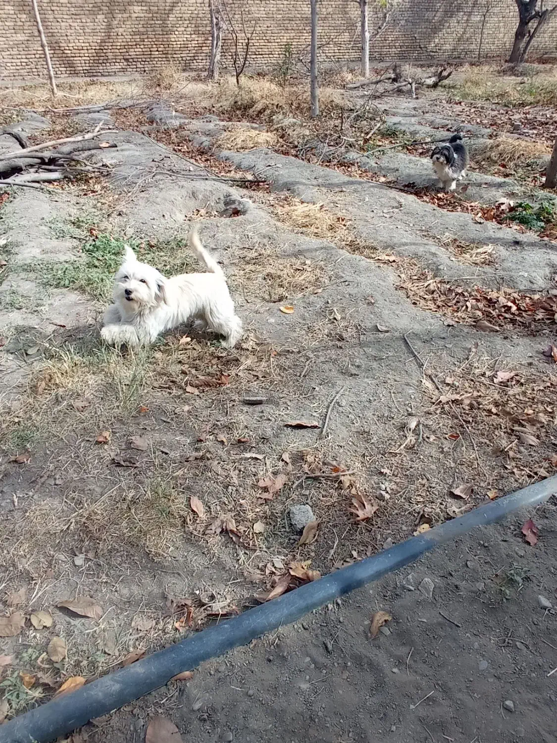 سگ شیتزر|سگ|طرقبه, |دیوار