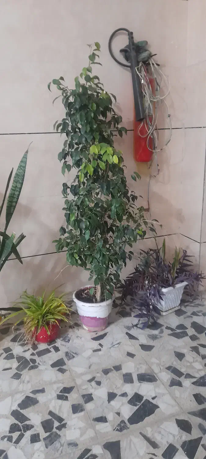 گل سرحال|گل و گیاه طبیعی|شاهینشهر, عطار|دیوار