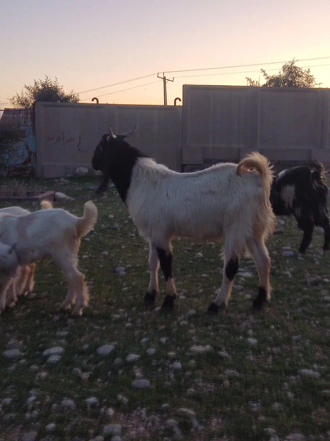 نر بز ژنژدی|حیوانات مزرعه|اندیمشک, |دیوار