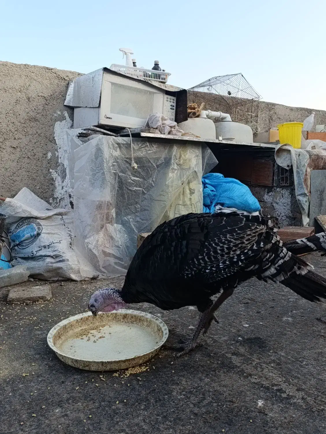 بوقلمون 5 ماه نژاد برنز نر|حیوانات مزرعه|بجنورد, |دیوار