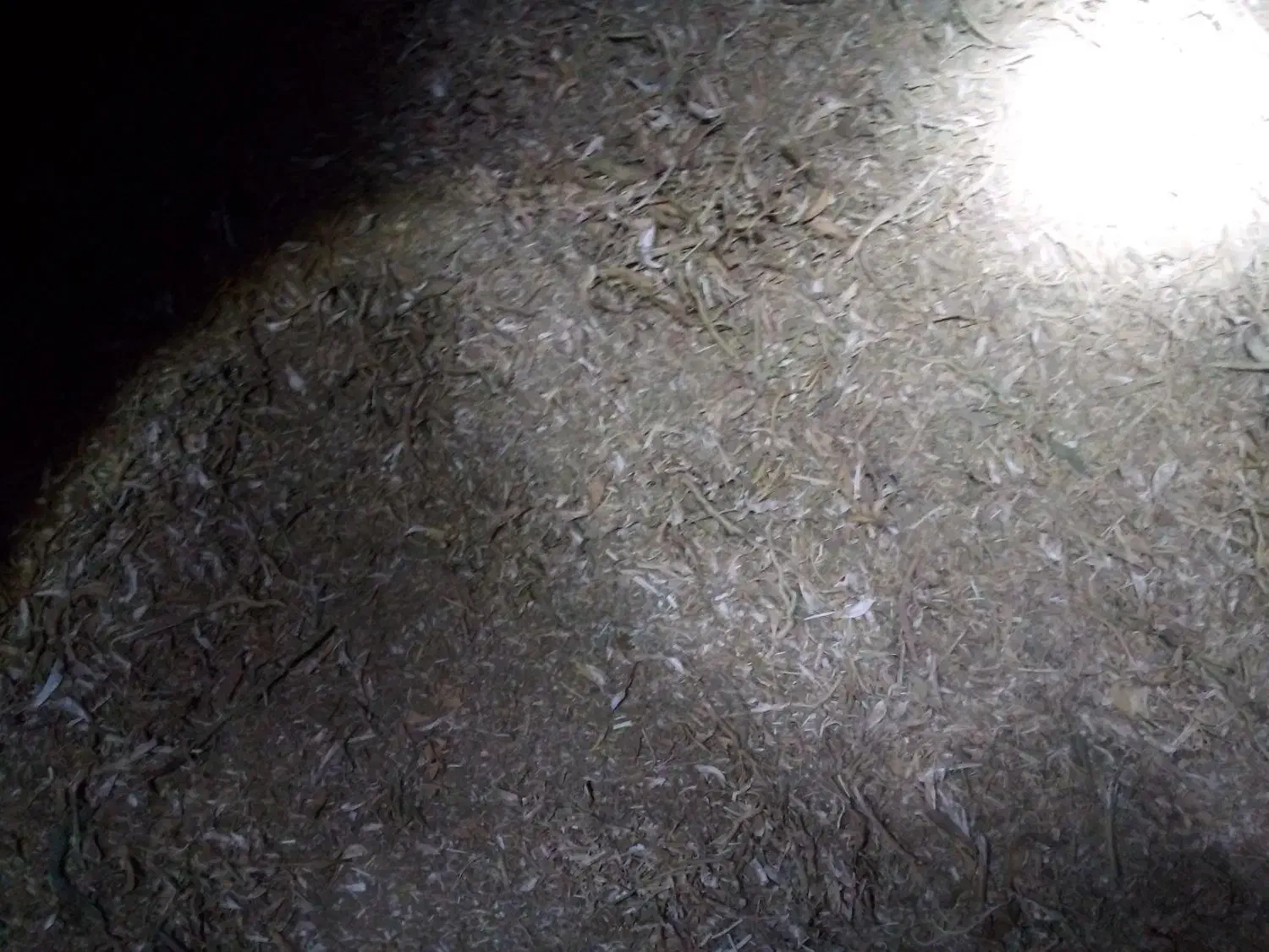 فوری فوری کود گوسفند ۶سال پوسیده|خدمات باغبانی و درختکاری|تاکستان, |دیوار