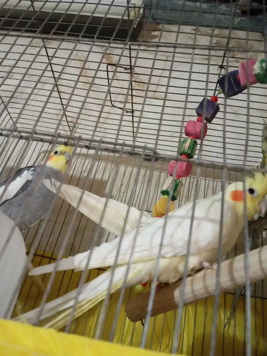 یک جفت عروس هلندی سخنگو و دستی|پرنده|دلیجان, |دیوار