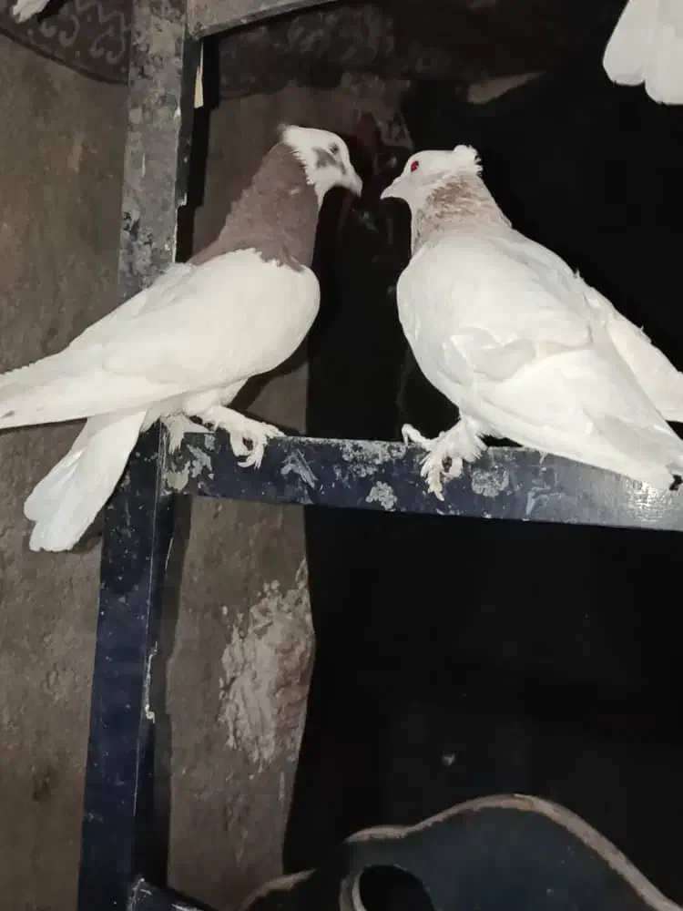 فروش طوقی.|پرنده|کوار, |دیوار