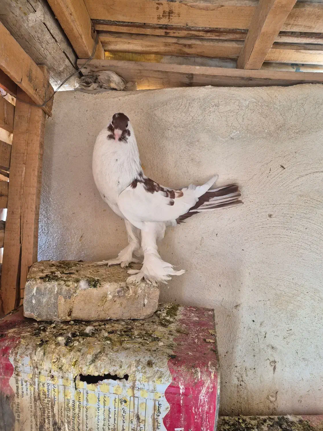 نر بادکنکی|پرنده|برخوار, |دیوار