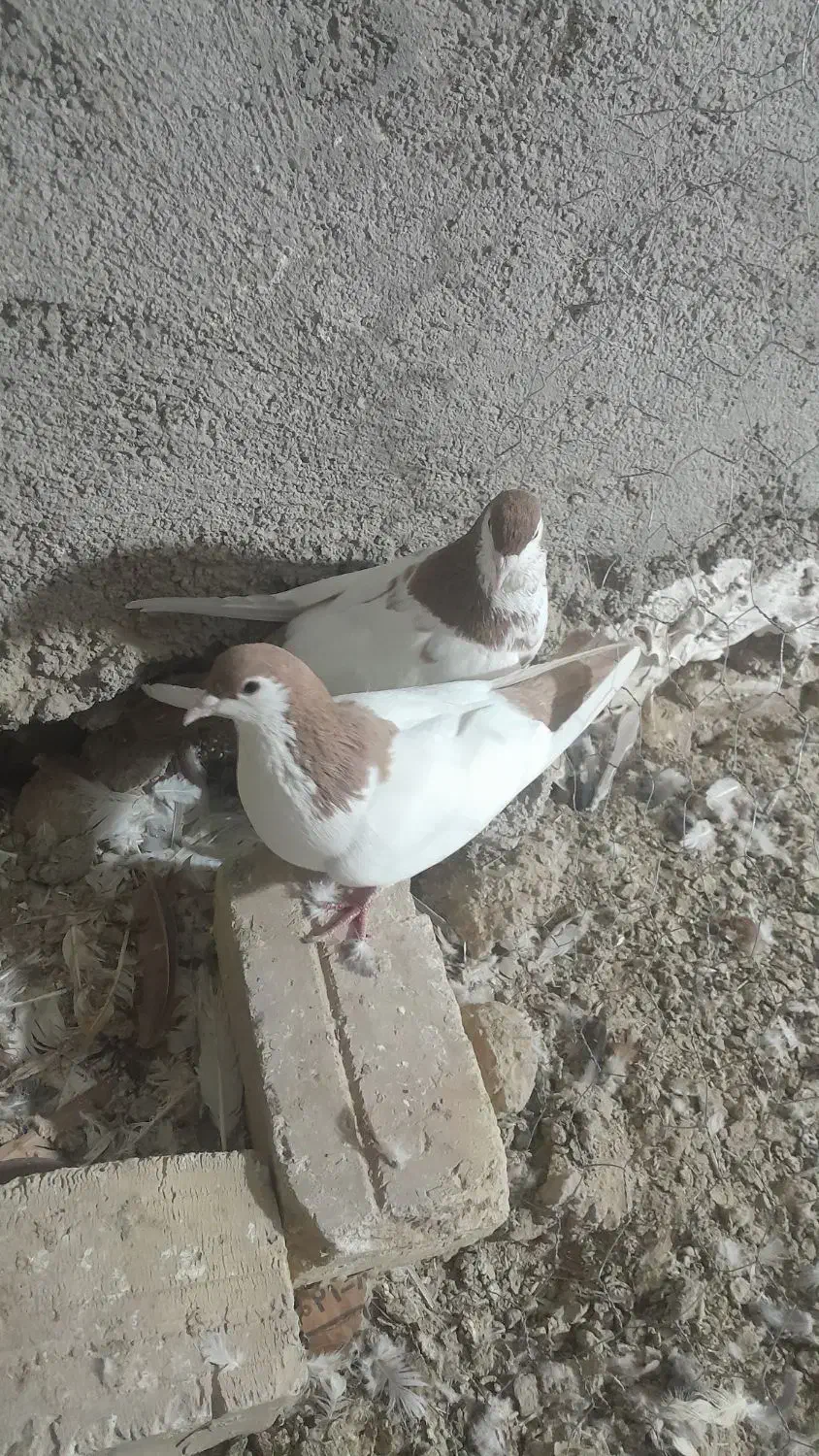 کبوتر|پرنده|قوچان, |دیوار