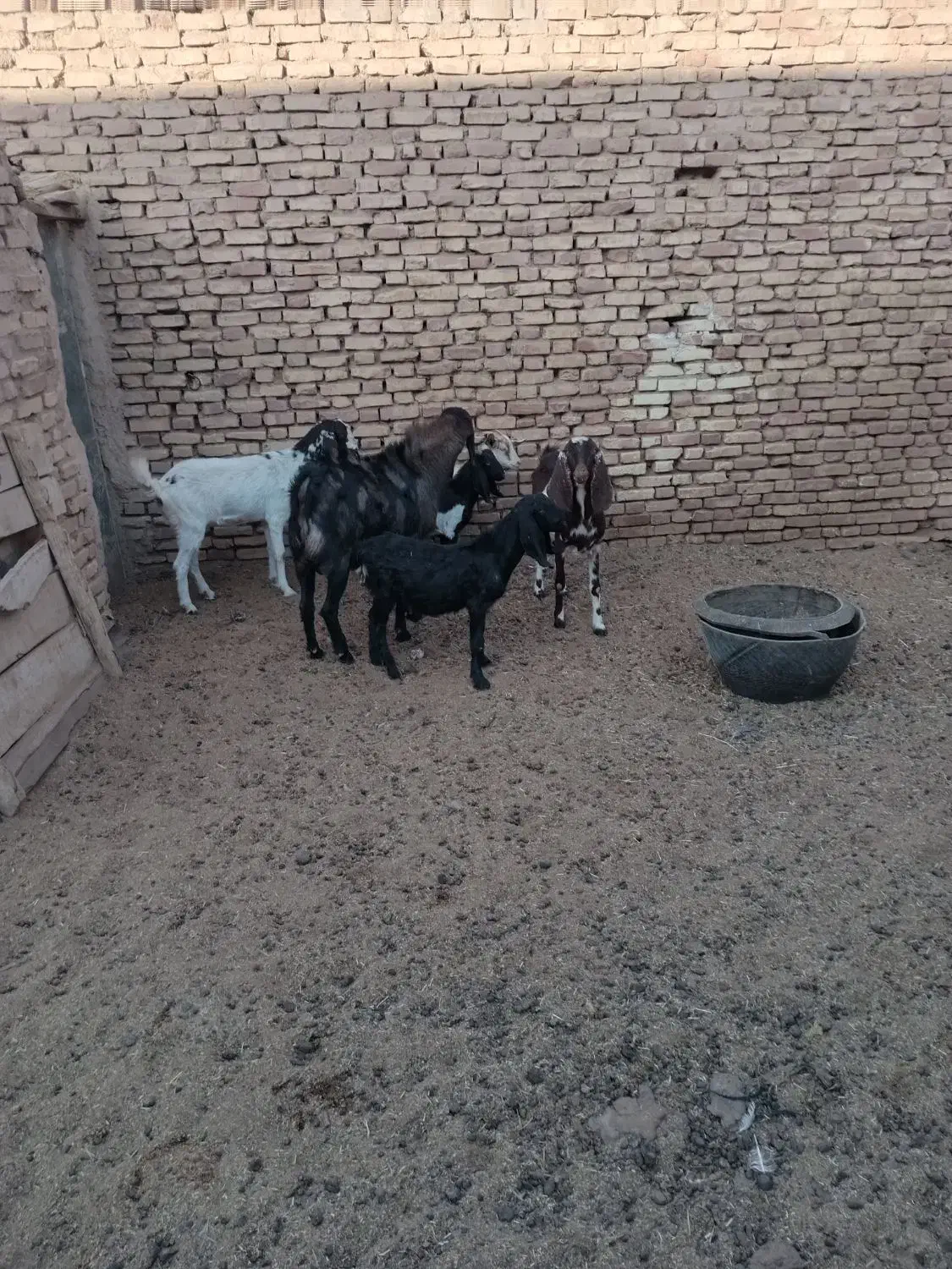 ۷عدد بز وکره ویک عدد چپیش پاکستانی|حیوانات مزرعه|اشکذر, |دیوار