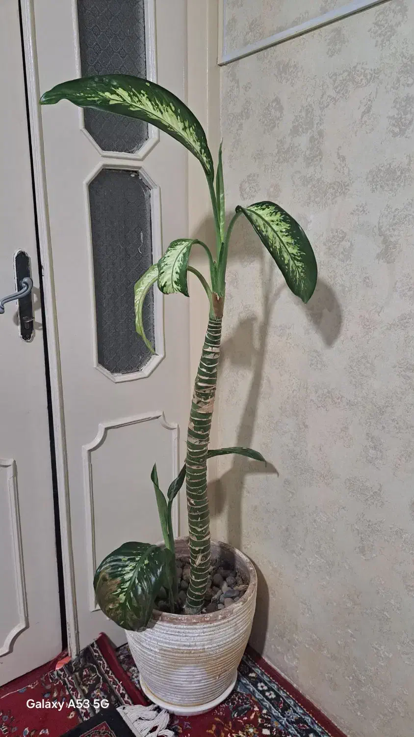 دیفن باخیا|گل و گیاه طبیعی|بیجار, |دیوار