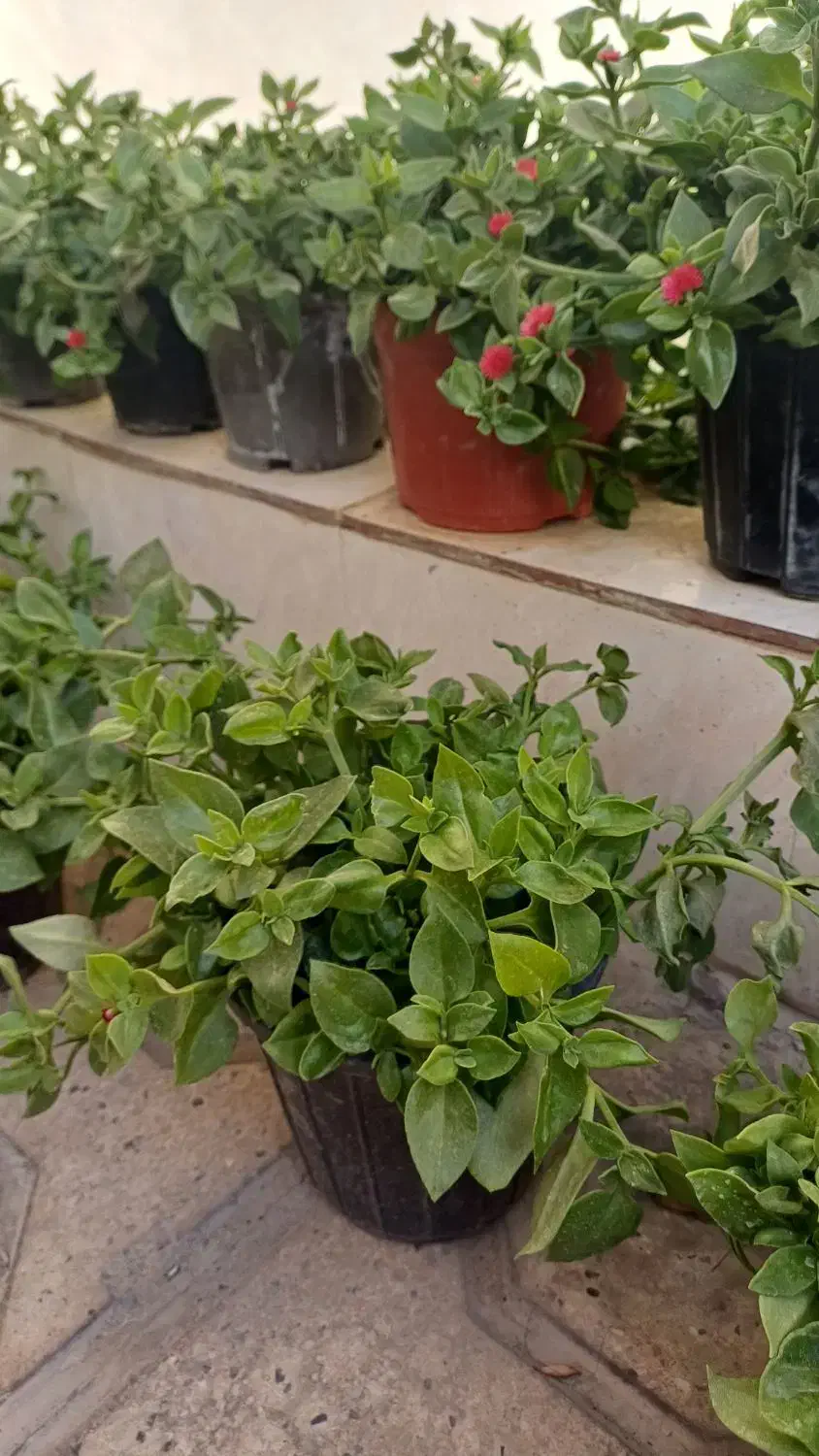 گلدون گل یخ|گل و گیاه طبیعی|مشهد, بلال|دیوار