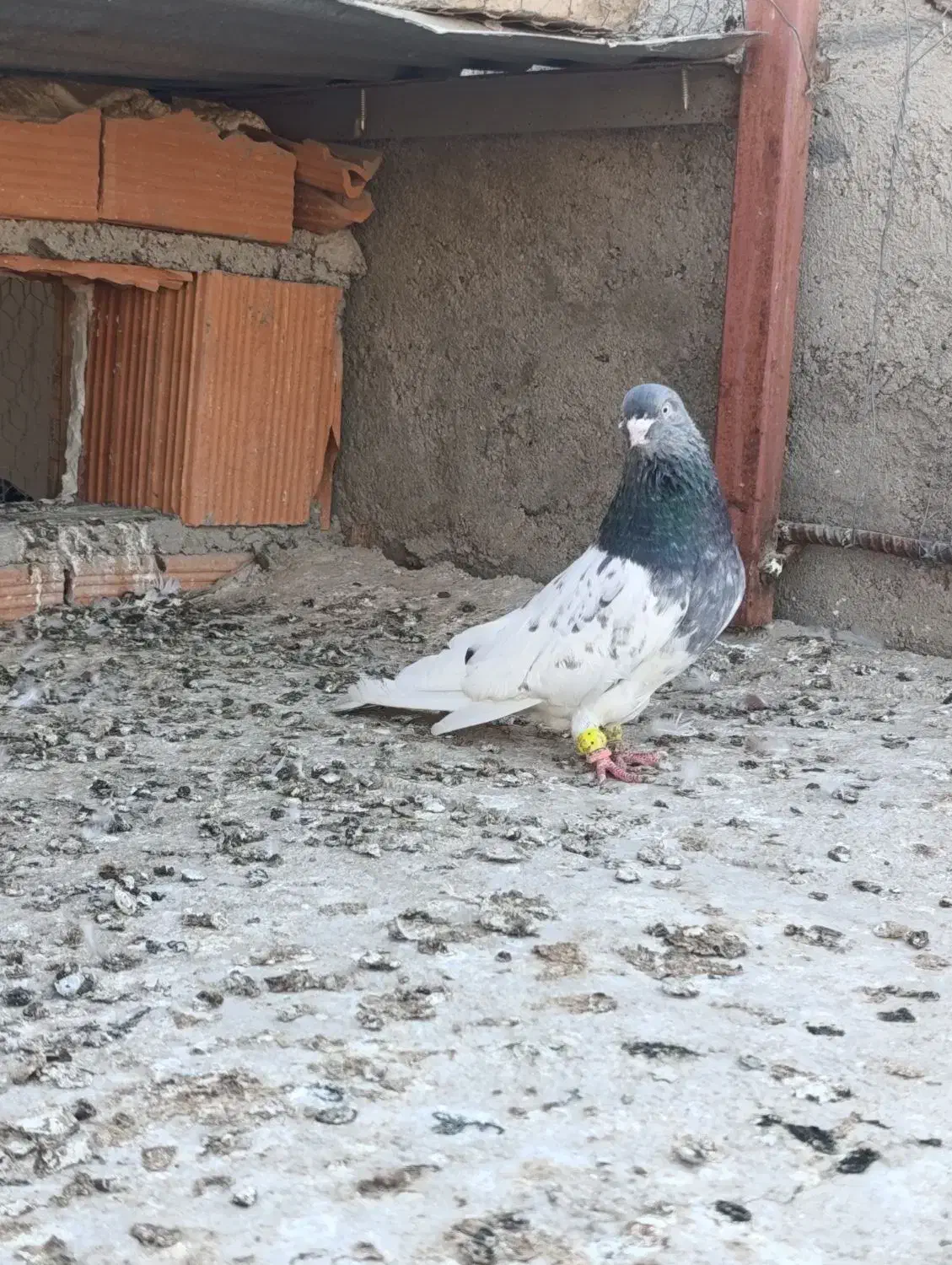 کله سبز ۴۰ سانتی عطیقه|پرنده|گنبد کاووس, |دیوار