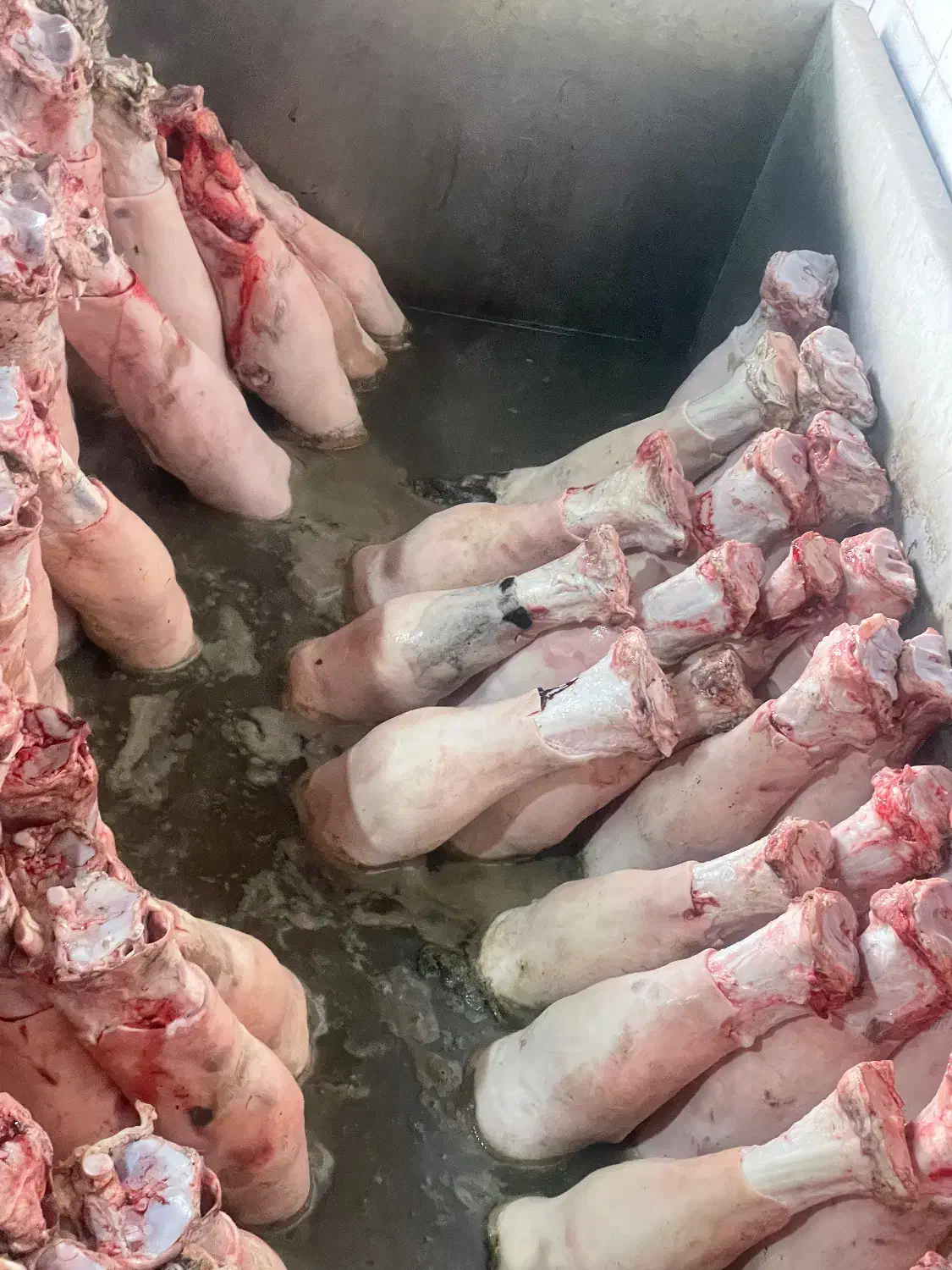 پاچه گوساله درجه ۱|خوردنی و آشامیدنی|اصفهان, سرتاوه|دیوار