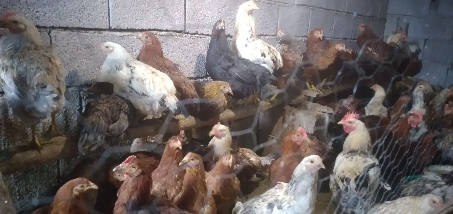 جوجه مرغ و خروس ۶ ماهه|حیوانات مزرعه|تبریز, |دیوار