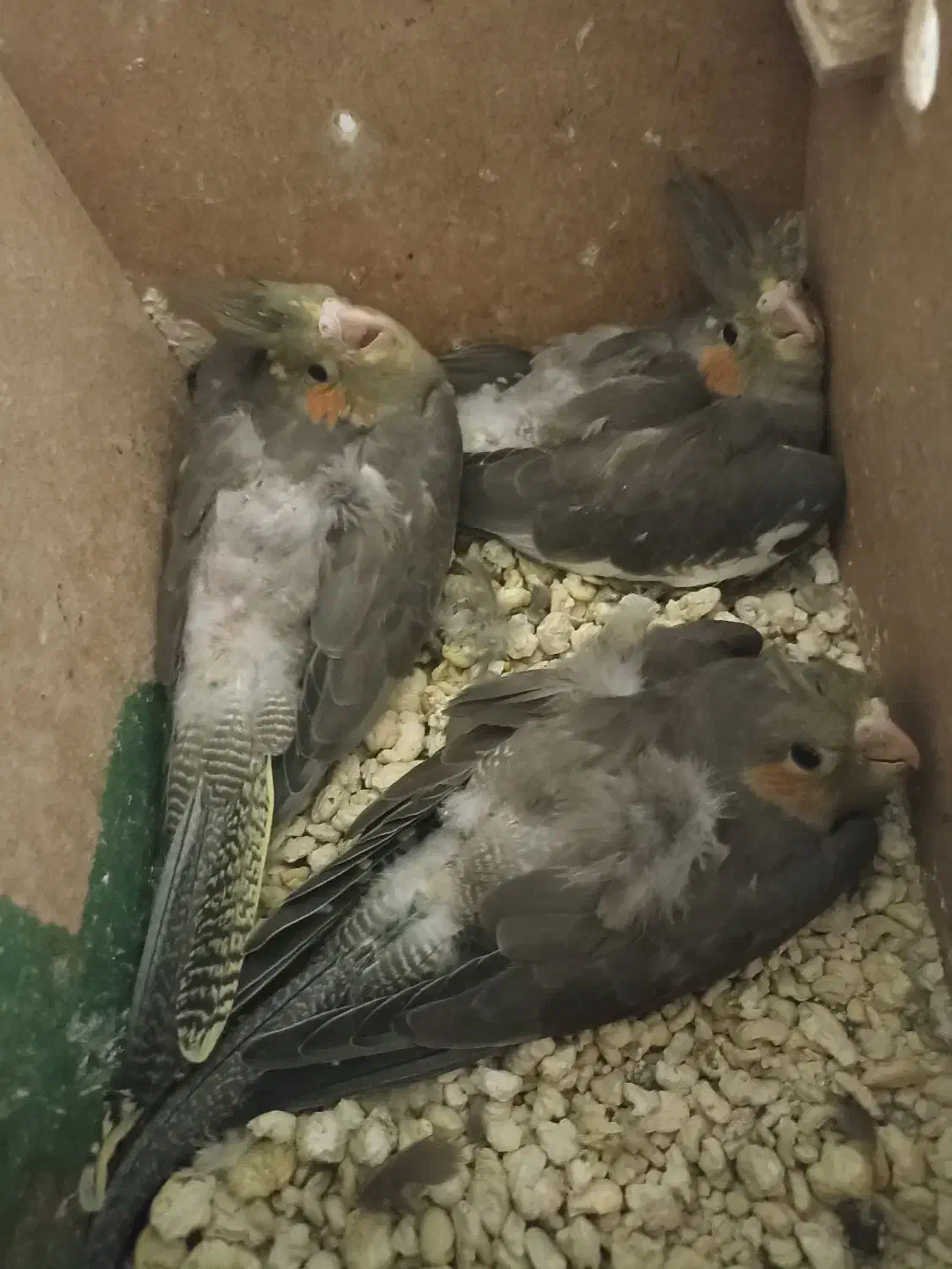 پرنده|پرنده|اهواز, بیست متری شهرداری|دیوار