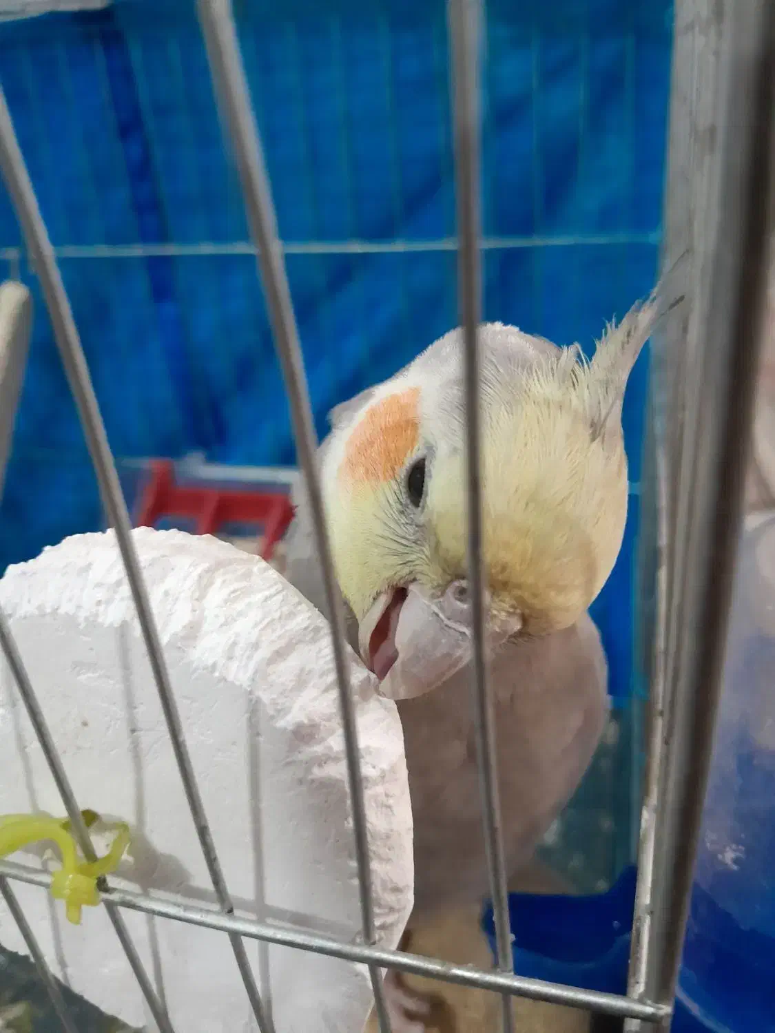 عروس هلندی|پرنده|رباط‌کریم, شترخوار|دیوار