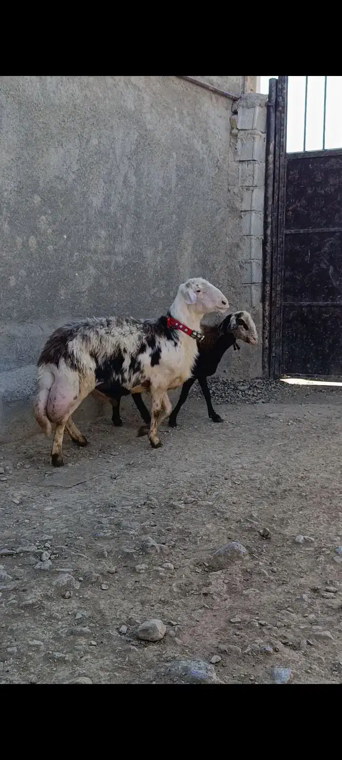 قوچ و میش|حیوانات مزرعه|بروجرد, |دیوار