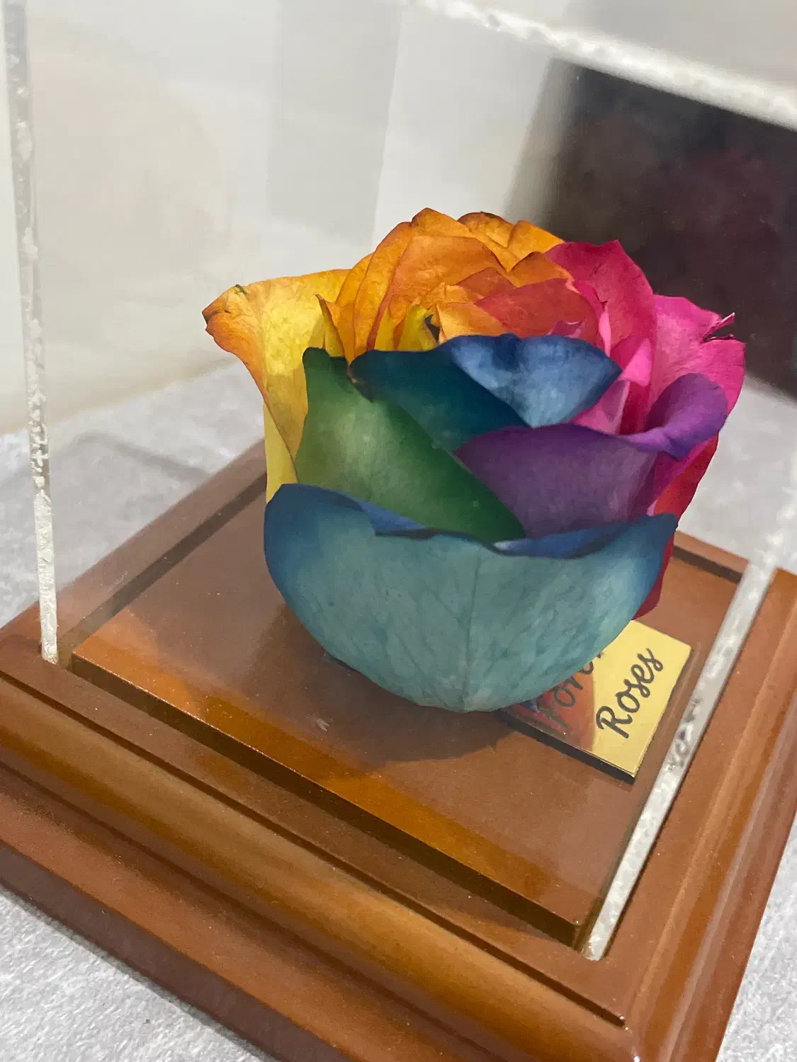 گل رز جاویدان هفت رنگ|گل مصنوعی|پاکدشت, پاکدشت (مامازند)|دیوار