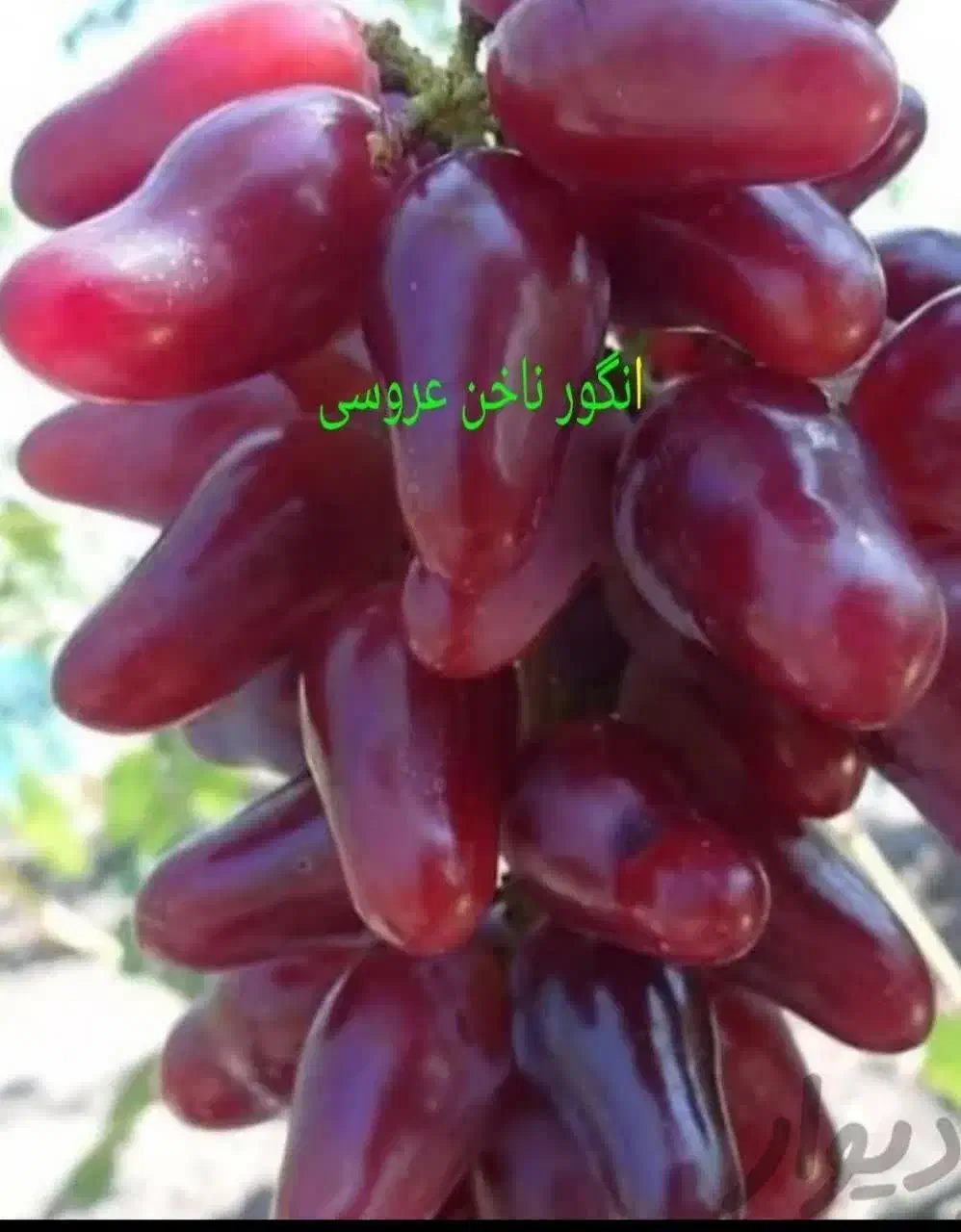 نهالستان سبزنهال انواع نهال های مثمر و غیر مثمر|خدمات باغبانی و درختکاری|مهریز, |دیوار