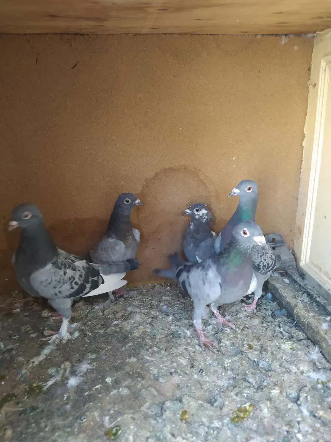 کبوتر|پرنده|تبریز, |دیوار