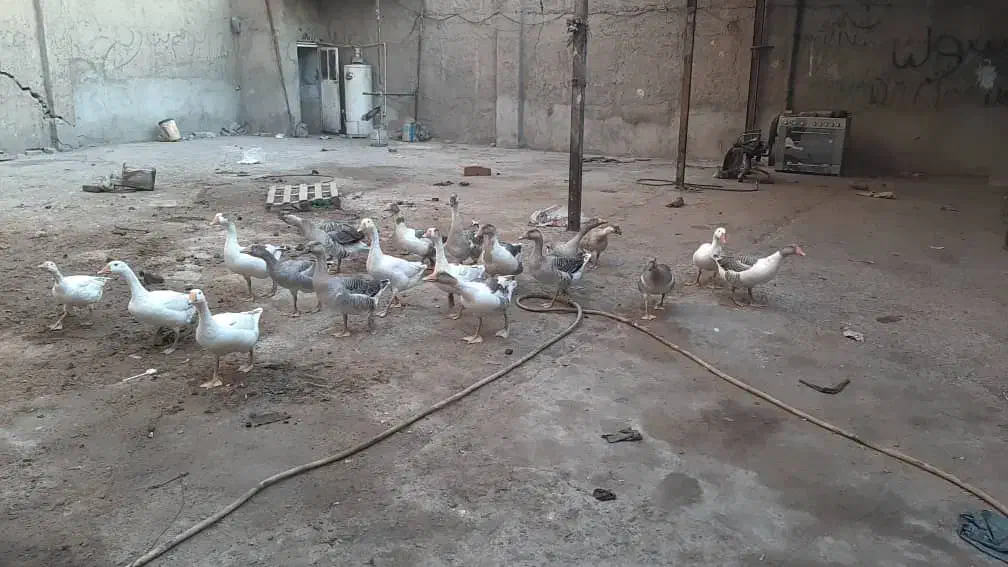 غار|حیوانات مزرعه|تهران, اتابک|دیوار