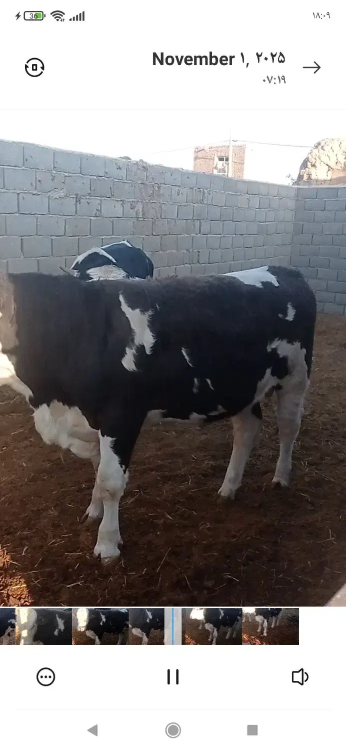 جوانه کشتاری فروشی|حیوانات مزرعه|هلالی, |دیوار