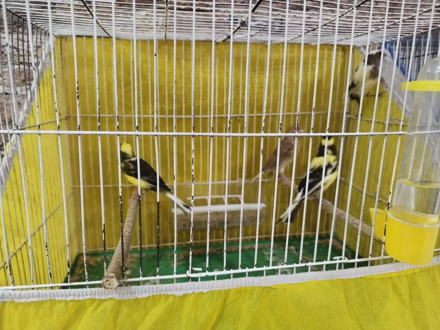 قناری های ابلق جوان و ماده سفید کشیده|پرنده|یزد, |دیوار