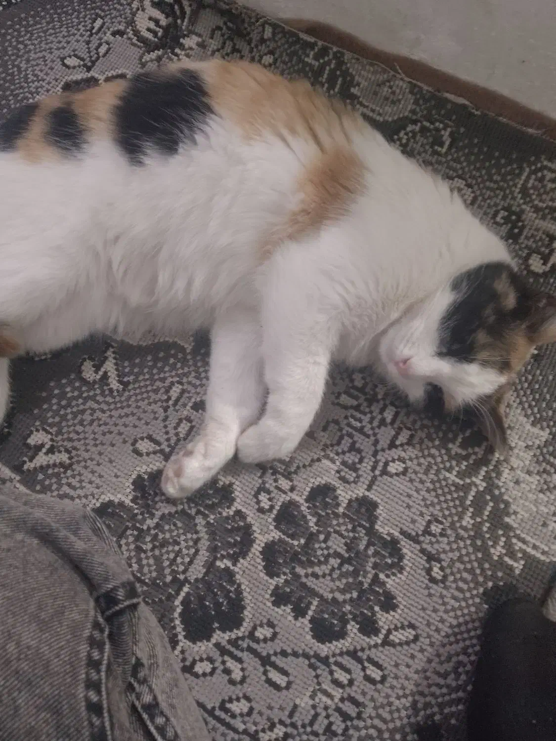 گربه|گربه|نیشابور, مازول|دیوار