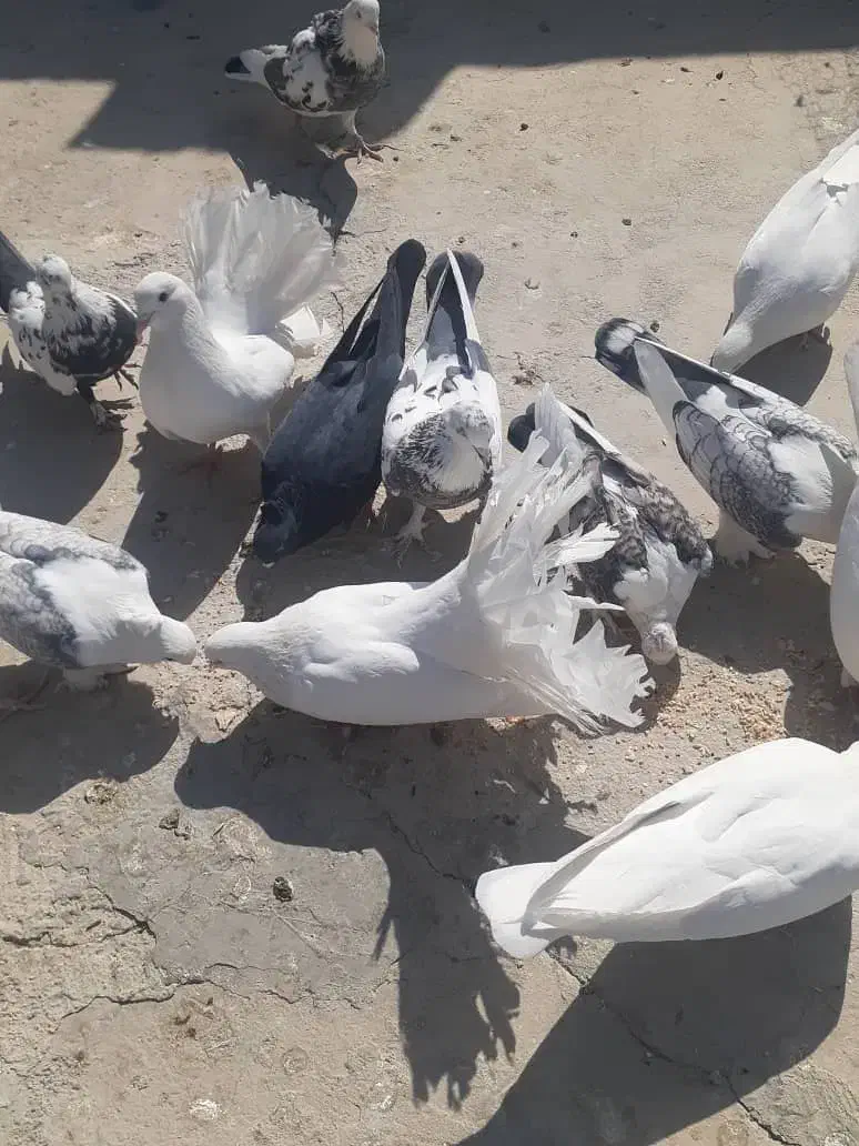 کبوتر تهرونی و دم چتری .گل پنبه‌ای|پرنده|اصفهان, دارک|دیوار