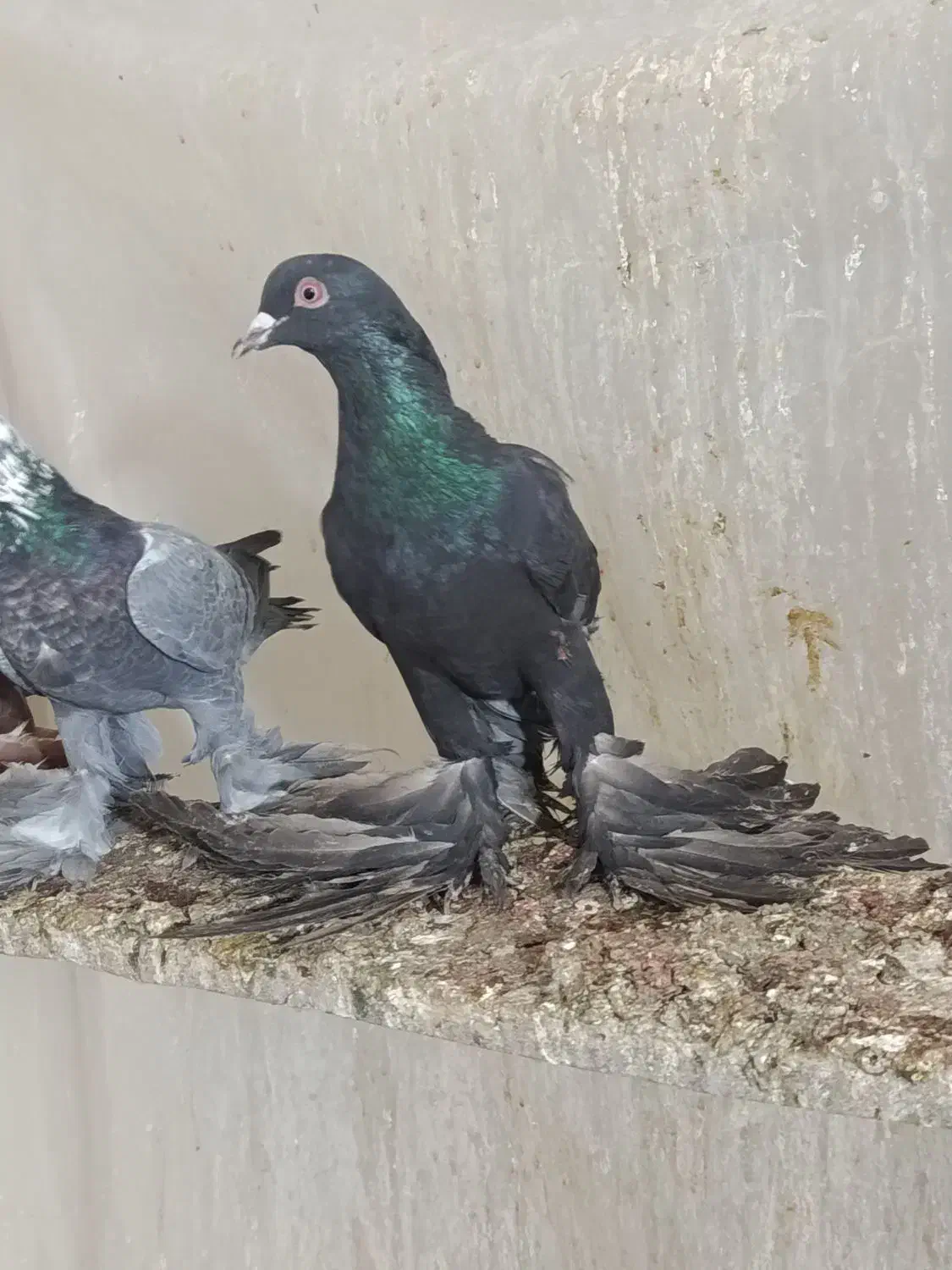 فی.لی ایاخ لی نر|پرنده|تبریز, |دیوار