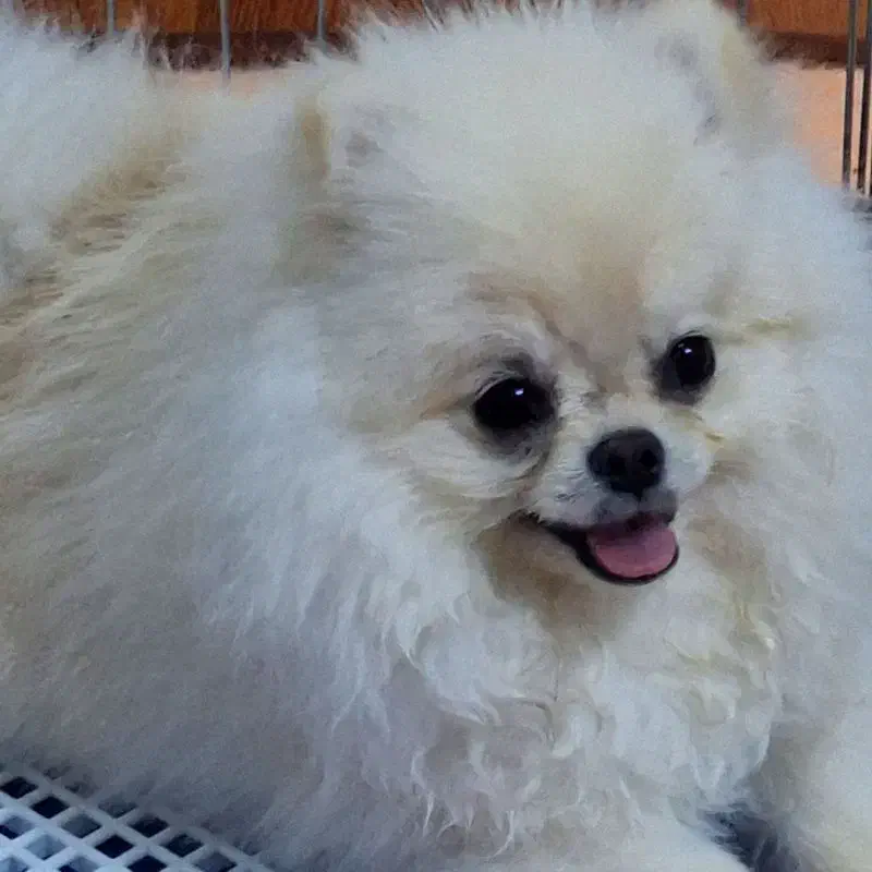 سگ پامر خرسی|سگ|پرند, فاز ۵|دیوار