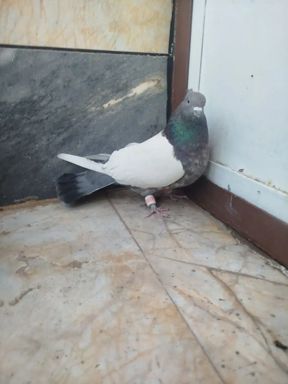 کفتر سینه|حیوانات|قائن, |دیوار