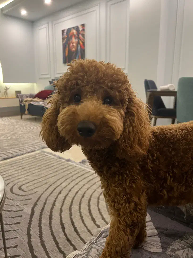 جفت گیری سگ|سگ|تهران, درب دوم|دیوار